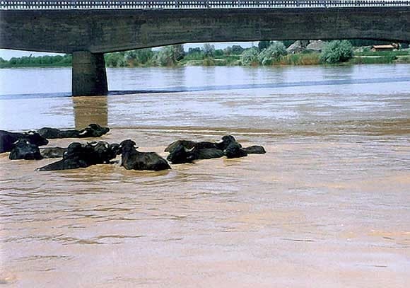 Kızılırmak Kıyıları