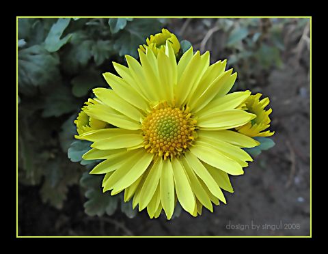 Çiçeklerle — ciceklerle 369