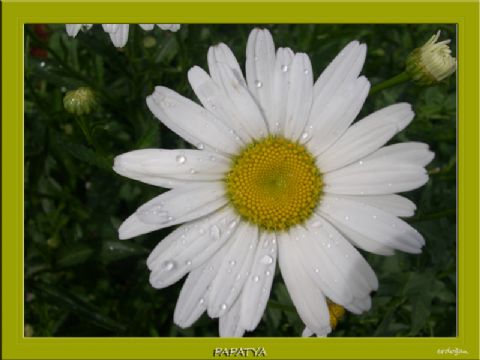 Çiçeklerle — ciceklerle 381