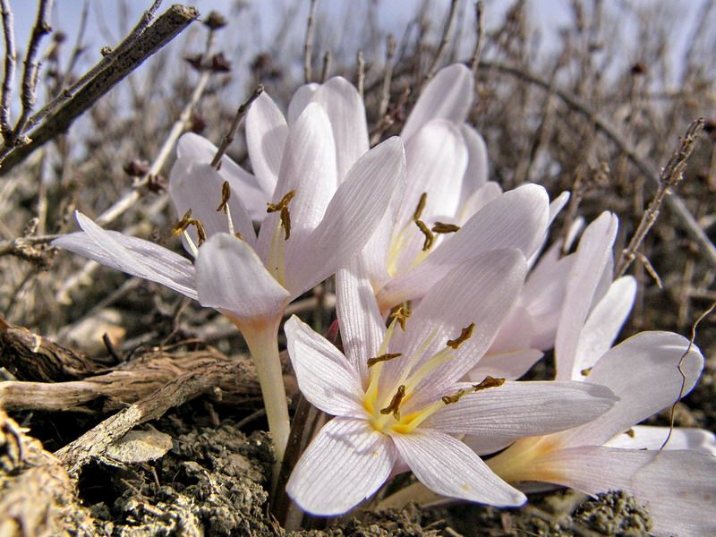 Çiçeklerle — ciceklerle 524