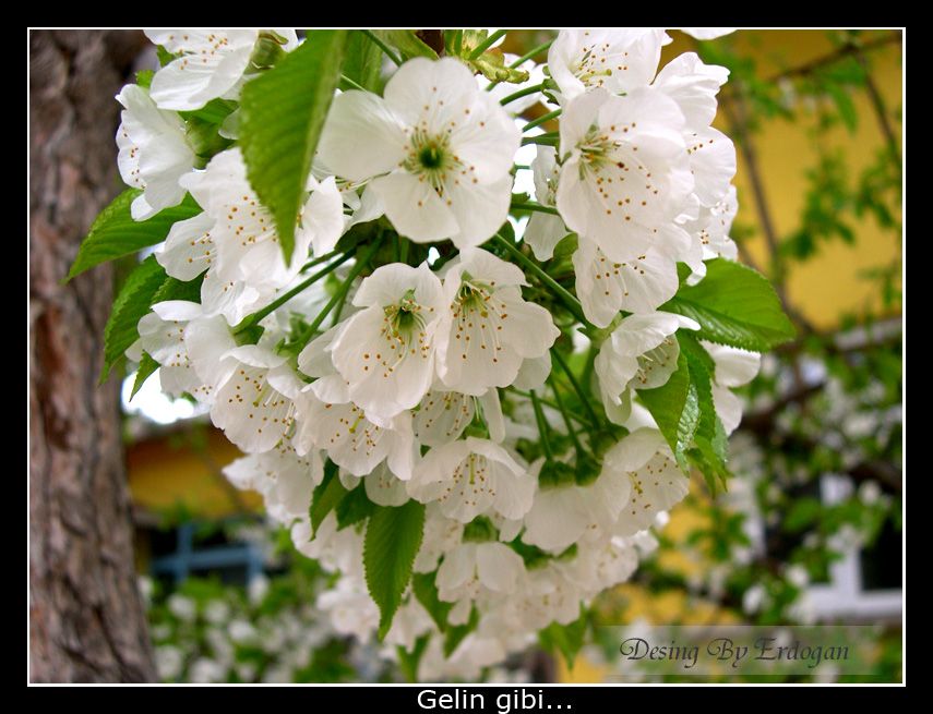 Çiçeklerle — ciceklerle 953
