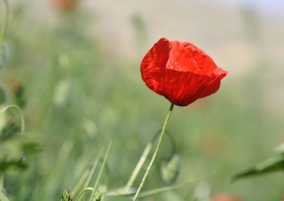 Çiçeklerle — ciceklerle 988