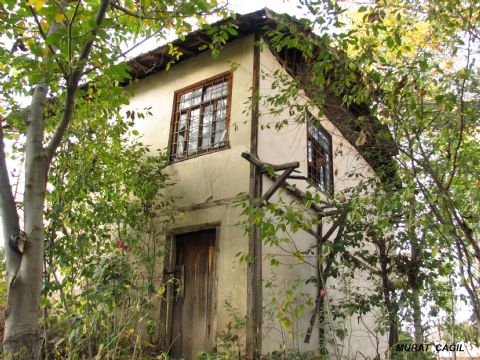 Doğal Hayat — Dogal Hayat 300