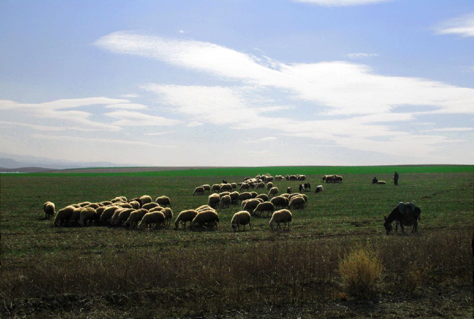 Doğal Hayat — Dogal Hayat 488