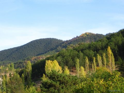 Doğal Hayat — Dogal Hayat 175
