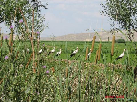 Kızılırmak — Kizilirmak 149