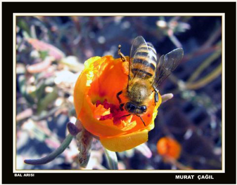 Makro — Makro 362