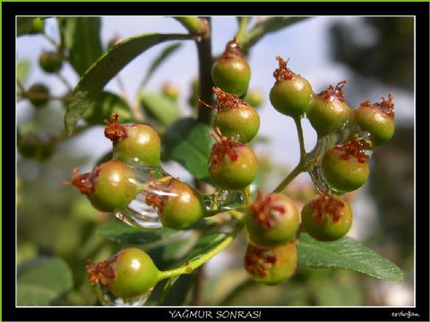Makro — Makro 261