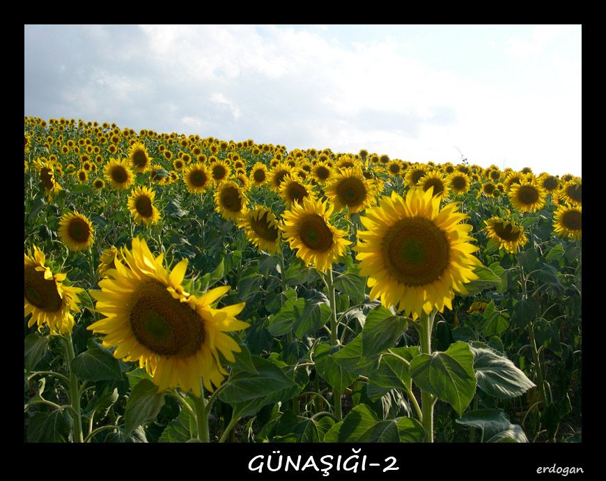 biden çok fotoğrafın montajı ile elde edilmiş fotoğraflardır. — panoroma 1516