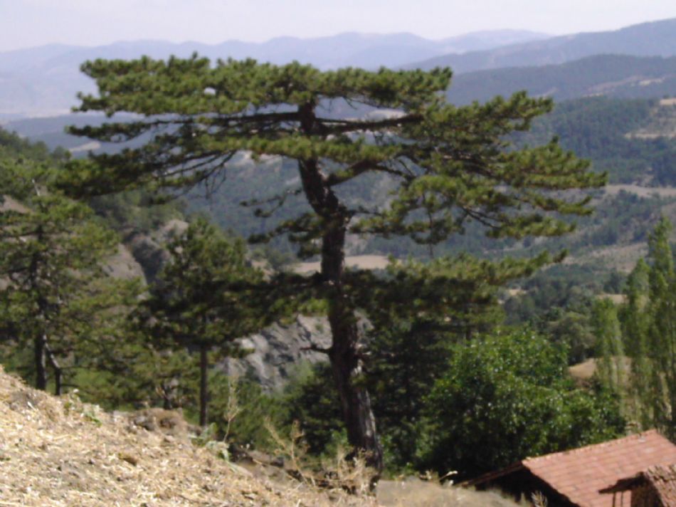 Sizden Gelenler — sizden gelenler 2194