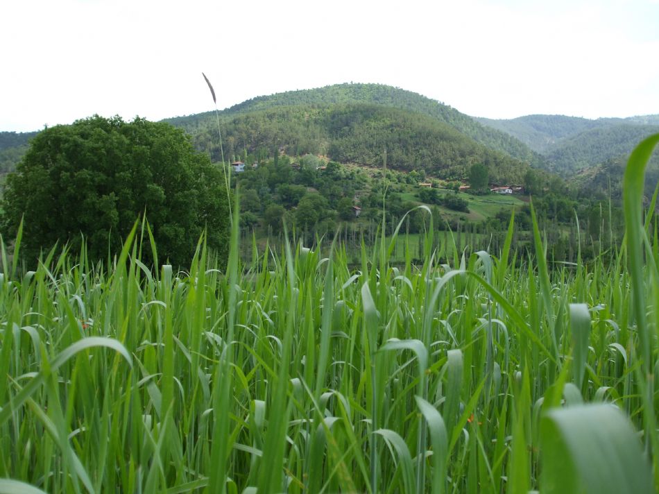 Sizden Gelenler — sizden gelenler 2719