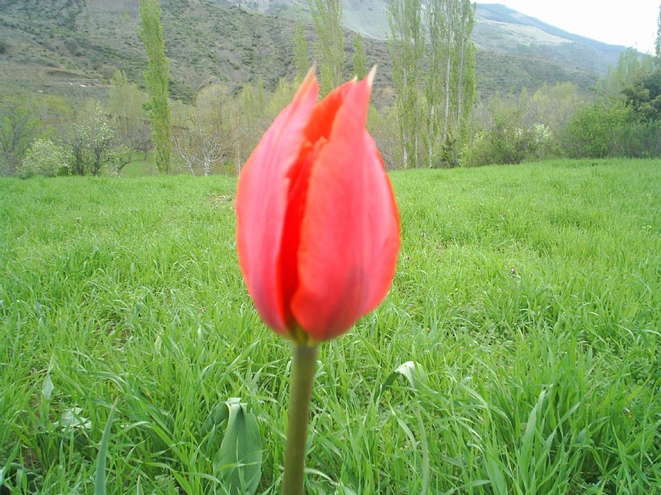 Sizden Gelenler — sizden gelenler 990