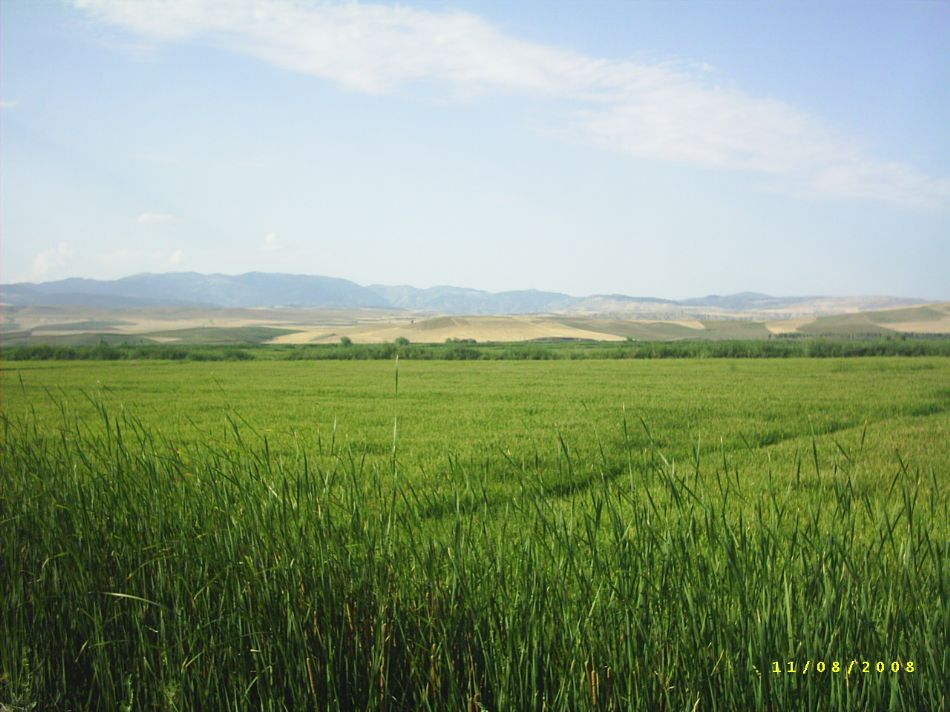 Sizden Gelenler — sizden gelenler 1651
