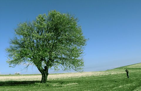 Tek Ağaçlar — Tek Agaclar 217