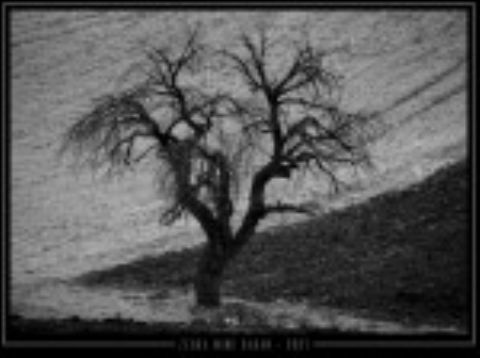 Tek Ağaçlar — Tek Agaclar 318
