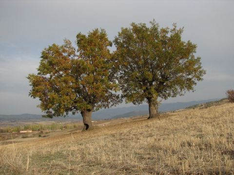 Tek Ağaçlar — Tek Agaclar 452